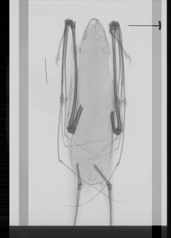 Media type: image; Mammalogy 35050   Description: Xray of skin.;